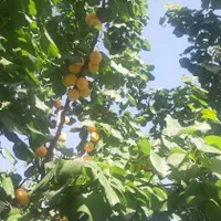 فروش ۸۰۰ متری در جوادیه تهرانپارس|فروش دفتر صنعتی، کشاورزی، تجاری|تهران, جوادیه تهرانپارس|دیوار