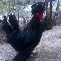 مرغ و خروس تزئینی جوان