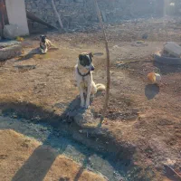 تاتوله های ۷ماهه نگهبان دهن پاک|سگ|وحیدیه, |دیوار