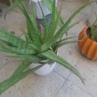 فروش گل الوار|گل و گیاه طبیعی|تهران, زنجان جنوبی|دیوار