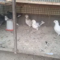 کفتر پرشی به شرط|پرنده|شریفآباد, |دیوار