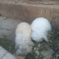 خرگوش لوپ پشمالو