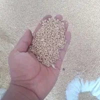 گندم بذری (آبی)|گل و گیاه طبیعی|صحنه, |دیوار