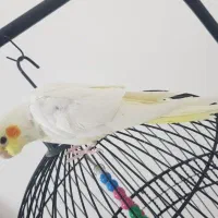 عروس هلندی لوتینو|پرنده|مشهد, جاهد شهر|دیوار