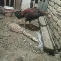 خروس لاری جوان|حیوانات مزرعه|مرند, |دیوار