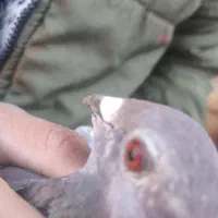 ماده فروشی قوره ای