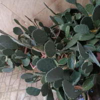 کاکتوس|گل و گیاه طبیعی|تهران, طیب|دیوار