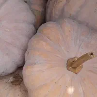 کدوم انجیری