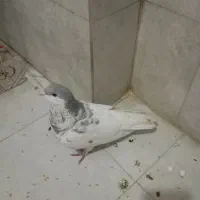 کفتر افشون نر