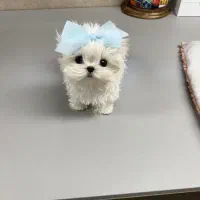 سگ زیبا|سگ|کرمان, |دیوار