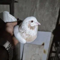 ماده ماهرو