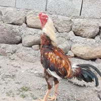 لاری|حیوانات مزرعه|سبلان, |دیوار