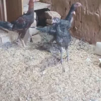 جوجه لاری|حیوانات مزرعه|نیشابور, فضل|دیوار