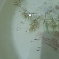 بچه گوپی پلاتی و مولی