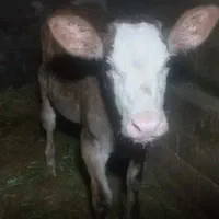 گوساله سیمینتال