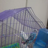 مرغ عشق|پرنده|اردبیل, |دیوار