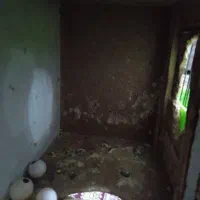 طوطی برزیلی مولد|پرنده|ملارد, |دیوار