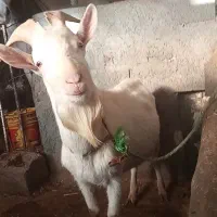 بز سانن پلاک فرانسه|حیوانات مزرعه|بیستون, |دیوار