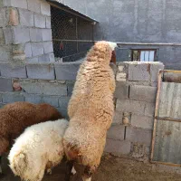 قوچ|حیوانات مزرعه|کنگاور, |دیوار