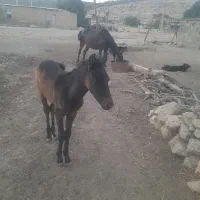 مادیون باکرش که یک ماهشه