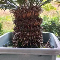 سیکاس ۱۰ساله|گل و گیاه طبیعی|نوشهر, |دیوار