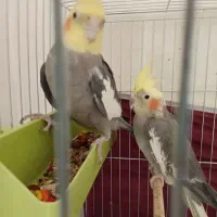 یک جفت عروس هلندی مولد