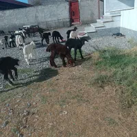 40راس بره ی شیری بار جدید|حیوانات مزرعه|آق قلا, |دیوار