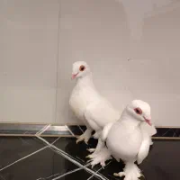 کبوتر قرمز گوز قاچان جفت از یک نسل