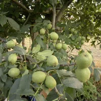 نهال گردو بارده تضمینی درجهیک