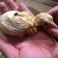 انواع نژاد های طاووس در سنین مختلف|پرنده|تهران, صادقیه|دیوار