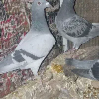 طوق الماسی وجوجه پلاکی