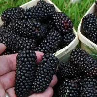 میوه