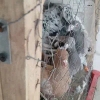 کبوتر کفترپرشی
