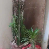 افروبیاو نهال نخل ماداگاسکار