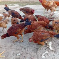 مرغ خروس جوانه لاری