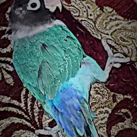 طوطی کوتوله