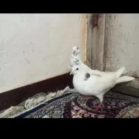 کفتر لامن باخت رفته