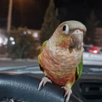 گرینچیک اهلی|پرنده|بیرجند, |دیوار