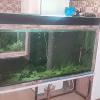 اکواریوم بزرگ و تمام وسایل ها|ماهی|زنجان, |دیوار