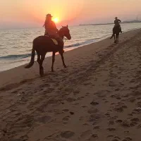 اجاره اسب برای عکاسی در ساحل و طبیعت|خدمات پذیرایی، مراسم|بوشهر, |دیوار