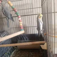 دو جفت عروس هلندی بالغ|پرنده|شیراز, کوشک میدان|دیوار