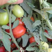 گوجه بازاری نیم هکتار