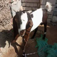 گوسفند دزدیده شده بخاطر خدادیدین اطلاع 2500مژدگ