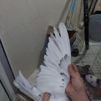 ۳عدد کفتر گرفتنی خوب|پرنده|قم, وادی السلام|دیوار