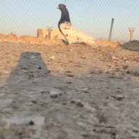 کله سیاه ماده چونگ سفید