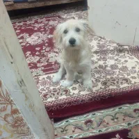 سگ خانگی حرف گوش کن