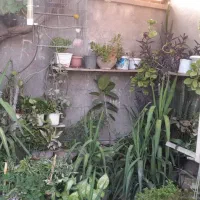 فروش گل طبیعی|گل و گیاه طبیعی|دهدشت, |دیوار