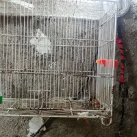 قفس پرنده|لوازم جانبی حیوانات|نیشابور, کلاغان|دیوار