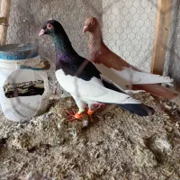 کبوتر|پرنده|نیشابور, شهید بهشتی|دیوار