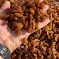 مویز و کشمش عمده|عمده‌فروشی|شیراز, شهرک گلستان|دیوار